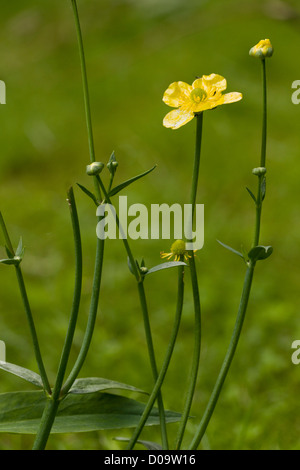 Größere Spearwort (Ranunculus Lingua) wachsen im Teich, Nahaufnahme, Dorset, England, UK Stockfoto