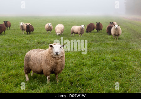 einige niederländische Schafe auf der Weide bedeckt mit Nebel Stockfoto