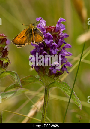 Großen Skipper (Ochlodes Faunus) auf gemeinsame Self-heal (Prunella Vulgaris) in Blüte. Dorset, England, Vereinigtes Königreich Stockfoto