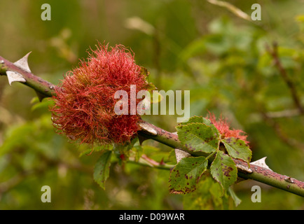 Robins Nadelkissen (Diplolepis Rosae) Gall auf Rose, verursacht durch eine Gall Wasp, Dorset, England, UK Stockfoto