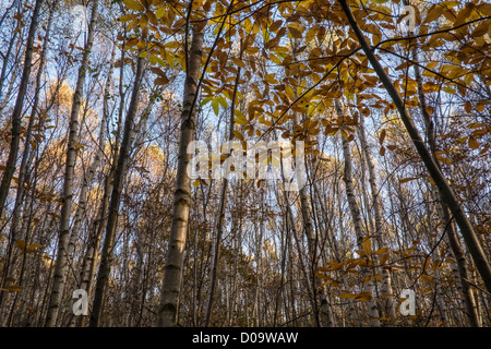 Silber Birken im Herbst, Wald. Stockfoto
