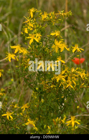 Perforieren Sie Johanniskraut (Hypericum Perforatum) in Blüte Stockfoto