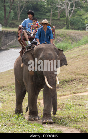 TOURISTEN, REITEN AUF DEM RÜCKEN DER ELEFANTEN THAI ELEPHANT CONSERVATION CENTER IN LAMPANG THAILAND ASIEN Stockfoto