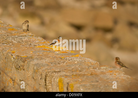 Haussperling-Weibchen (links), Bergfink (Mitte) und Buchfink (männlich) (rechts) an Wand in St Mary's, Scilly-Inseln Stockfoto