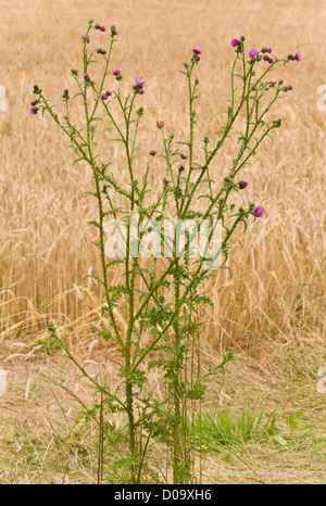 Wegdistel (Blütenstandsboden Crispus), Ranscombe Farm Naturschutzgebiet, Kent, England, UK Stockfoto