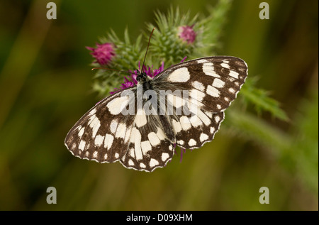 Marmorierte weißer Schmetterling (Melanargia Galathea) auf Rahmengenähte Distel (Blütenstandsboden Crispus), Nahaufnahme Stockfoto