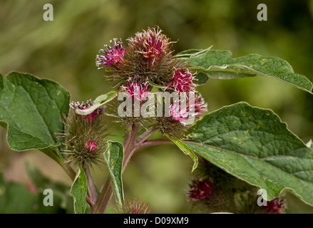 Geringerem Klette (Arctium minus) in Blüte und Frucht. Close-up Stockfoto