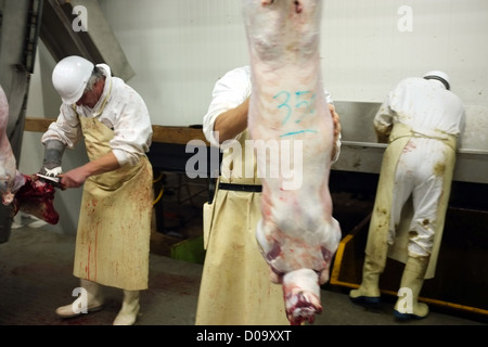 TRADITIONELLEN OPFER SCHAFE WÄHREND AID EL KEBIR FESTIVAL ERSTE DAY FEIERLICHKEITEN IN MUSLIMISCHEN GEMEINSCHAFT ENDE DES RAMADAN Stockfoto