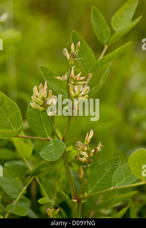 Wilden Lakritze (Astragalus Glycyphyllos) in Blüte bei Ranscombe Farm Nature reserve, Kent, England, UK Stockfoto