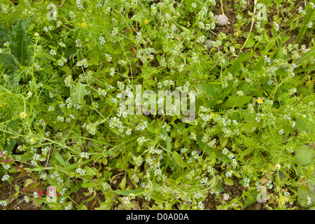 Feldsalat (Valerianella Locusta) close-up, Ranscombe Farm Naturschutzgebiet, Kent, England, UK Stockfoto