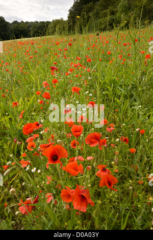 Common Poppies in Kitchen Field at Ranscombe Farm nature reserve, Kent, England, UK Stockfoto