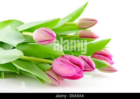 Bouquet von rosa Tulpen in Lüge auf weißem Hintergrund Stockfoto