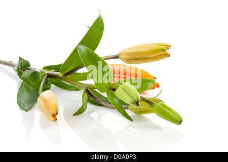 Zweig der orange Lilien Blume liegen auf weißem Hintergrund Stockfoto