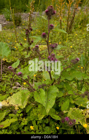 Geringerem Klette (Arctium minus) in Blüte und Frucht Stockfoto