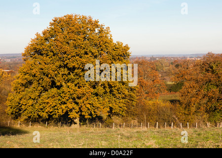 Herbstliche Bäume mit Blick auf ein Tal in der Nähe von Tonbridge, Kent, UK Stockfoto