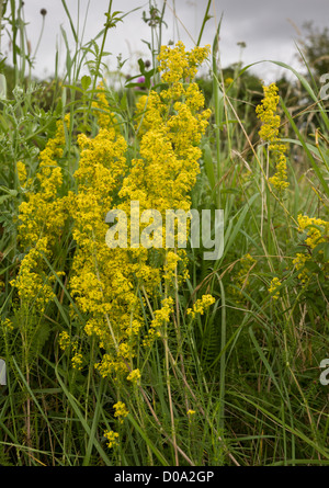 Lady's Labkraut (Galium Verum) in Blüte auf Kreide Downland, Hampshire, England, UK Stockfoto