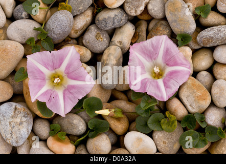 Meer Ackerwinde (Calystegia Soldanella) in Blüte auf Kies Strand, Weymouth, Dorset, Großbritannien Stockfoto