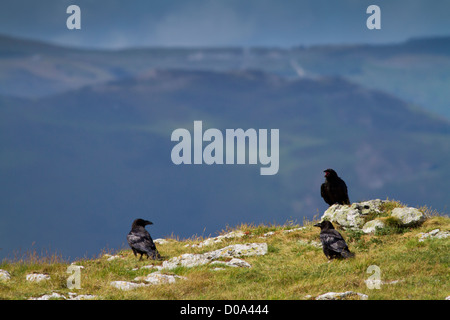 Eine Verschwörung von Raben auf einem Hügel in Nord-Wales. Stockfoto