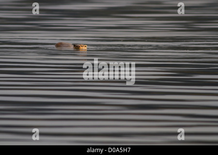 Wild Otter spielt an der Oberfläche von einem Meer Loch Stockfoto