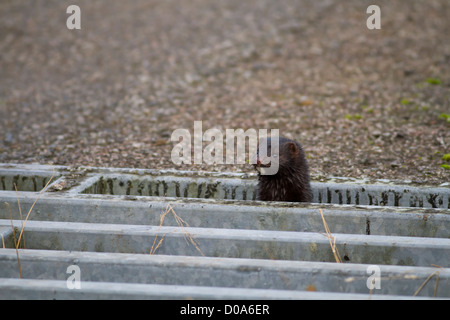 Entgangen Nerze leben wild im Vereinigten Königreich Stockfoto