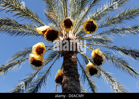 Dattelpalme (Phoenix Dactylifera), einziger Baum mit Fruchtständen an