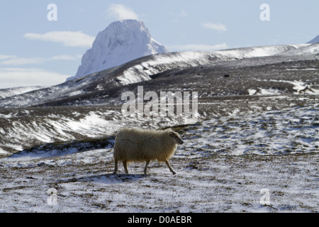 SCHAFE IN DEN SCHNEE KERLINGARFJOLL BERGEN GESEHEN AUS DEM KJOLUR ROUTE ROUTE F35 ISLAND EUROPA Stockfoto