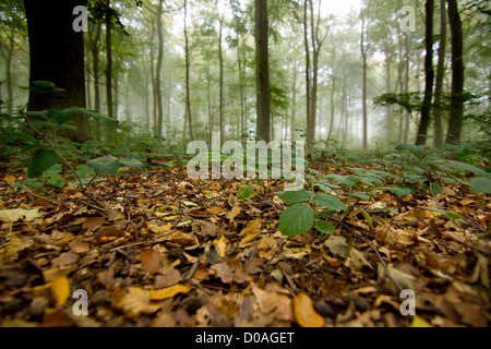 Waldgebiet in Nebel, Herbst Stockfoto