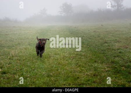 14 Wochen alten chocolate Labrador-Welpe Stockfoto