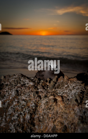 Eine braune Noddy gefunden ruht auf einem Felsen am Strand bei Sonnenuntergang in West-Sumatra, Indonesien Stockfoto