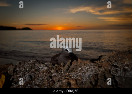 Eine braune Noddy gefunden ruht auf einem Felsen am Strand bei Sonnenuntergang in West-Sumatra, Indonesien Stockfoto