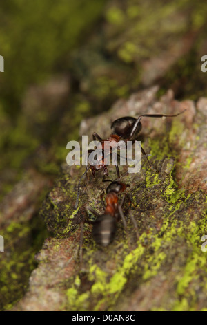 Zwei südlichen Holz Ameisen (Formics Rufa) auf Baumrinde Stockfoto