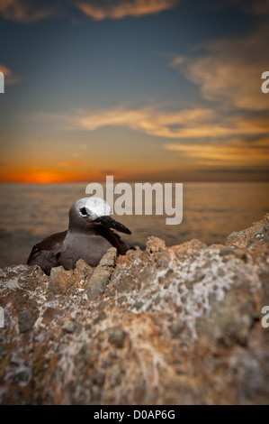 Eine braune Noddy gefunden ruht auf einem Felsen am Strand bei Sonnenuntergang in West-Sumatra, Indonesien Stockfoto