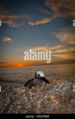 Eine braune Noddy gefunden ruht auf einem Felsen am Strand bei Sonnenuntergang in West-Sumatra, Indonesien Stockfoto