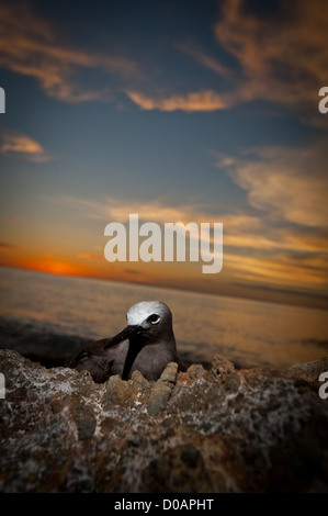 Eine braune Noddy gefunden ruht auf einem Felsen am Strand bei Sonnenuntergang in West-Sumatra, Indonesien Stockfoto