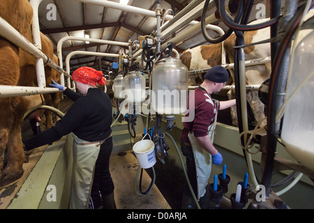 BAUERN BEIM MELKEN DER KÜHE MELKEN ZIMMER BAUERNHOF IM NORDWESTEN VON ISLAND-EUROPA Stockfoto