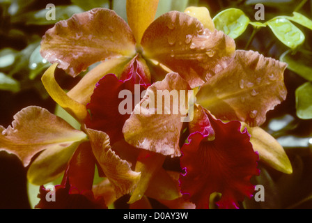 Figi Feb 1991 digitale Slide Konvertierungen Raymond Burr Orchid Nursery (Perry Mason Schauspieler) Stockfoto