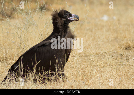 Cinereous Vulture (Aegypius Monachus) Stockfoto