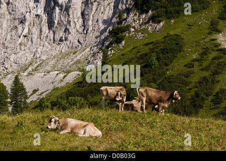 Rinder grasen auf Almen auf Kalkstein, in den Zentralalpen Deutsch. Stockfoto