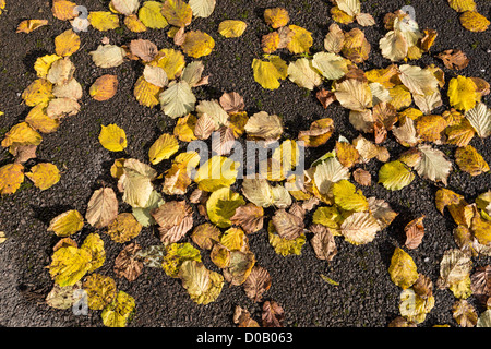 Gefallen goldene Blätter im Herbst von Haselnuss Baum auf Straße. England-UK Stockfoto