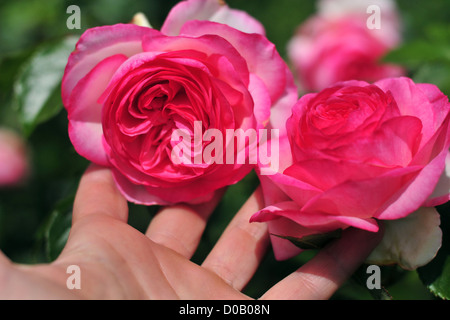 ROSEN IN DEN GÄRTEN VON VALLOIRES ABBEY ARGOULES SOMME (80) FRANKREICH Stockfoto