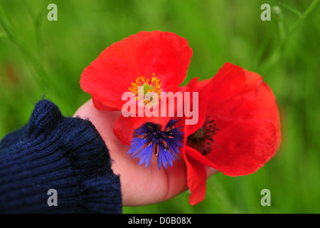 KIND-KOMMISSIONIERUNG-MOHN UND KORNBLUMEN IN DEN GÄRTEN VON VALLOIRES ABBEY ARGOULES SOMME (80) FRANKREICH Stockfoto