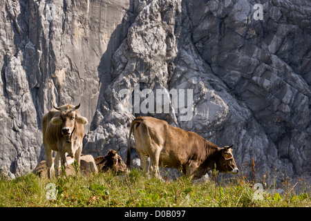 Rinder grasen auf Almen auf Kalkstein, in den Zentralalpen Deutsch. Stockfoto