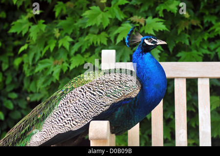 PFAU IN DEN GÄRTEN VON VALLOIRES ABBEY ARGOULES SOMME (80) FRANKREICH Stockfoto