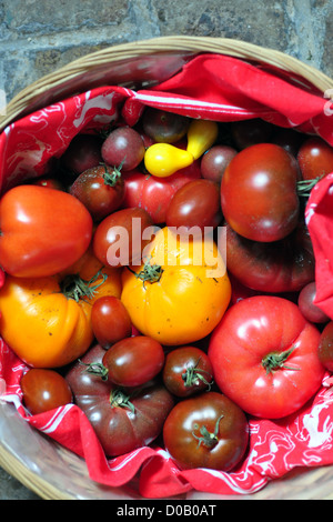 ZUSAMMENSETZUNG DER VERSCHIEDENEN TOMATENSORTEN IN EINER KORB SOMMEROBST UND GEMÜSE FRANKREICH Stockfoto