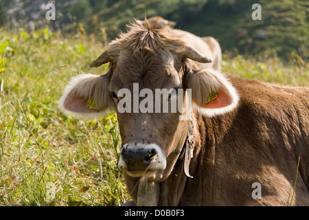 Rinder grasen auf Almen auf Kalkstein, in den Zentralalpen Deutsch. Stockfoto