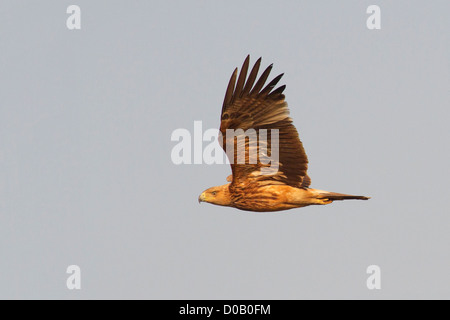 Kaiseradler (Aquila Heliaca) im Flug Stockfoto