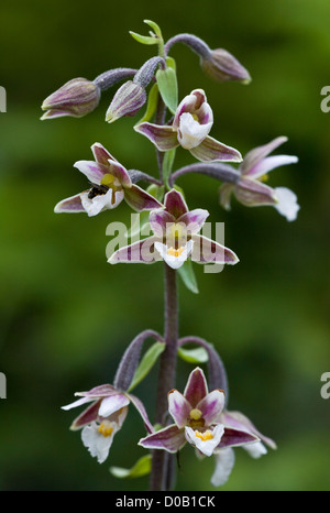 Marsh Helleborine (Epipactis Palustris) in Blüte, Nahaufnahme Stockfoto