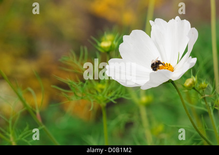 Hummel auf einer weißen Blume in Howick Gardens. Stockfoto