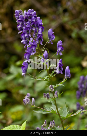 Gemeinsamen Eisenhut Aconitum Napellus in Blüte, italienischen Alpen. Stockfoto