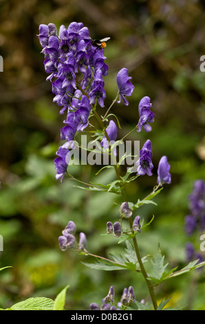 Gemeinsamen Eisenhut (Aconitum Napellu) s in Blüte, Nahaufnahme, Italienische Alpen Stockfoto